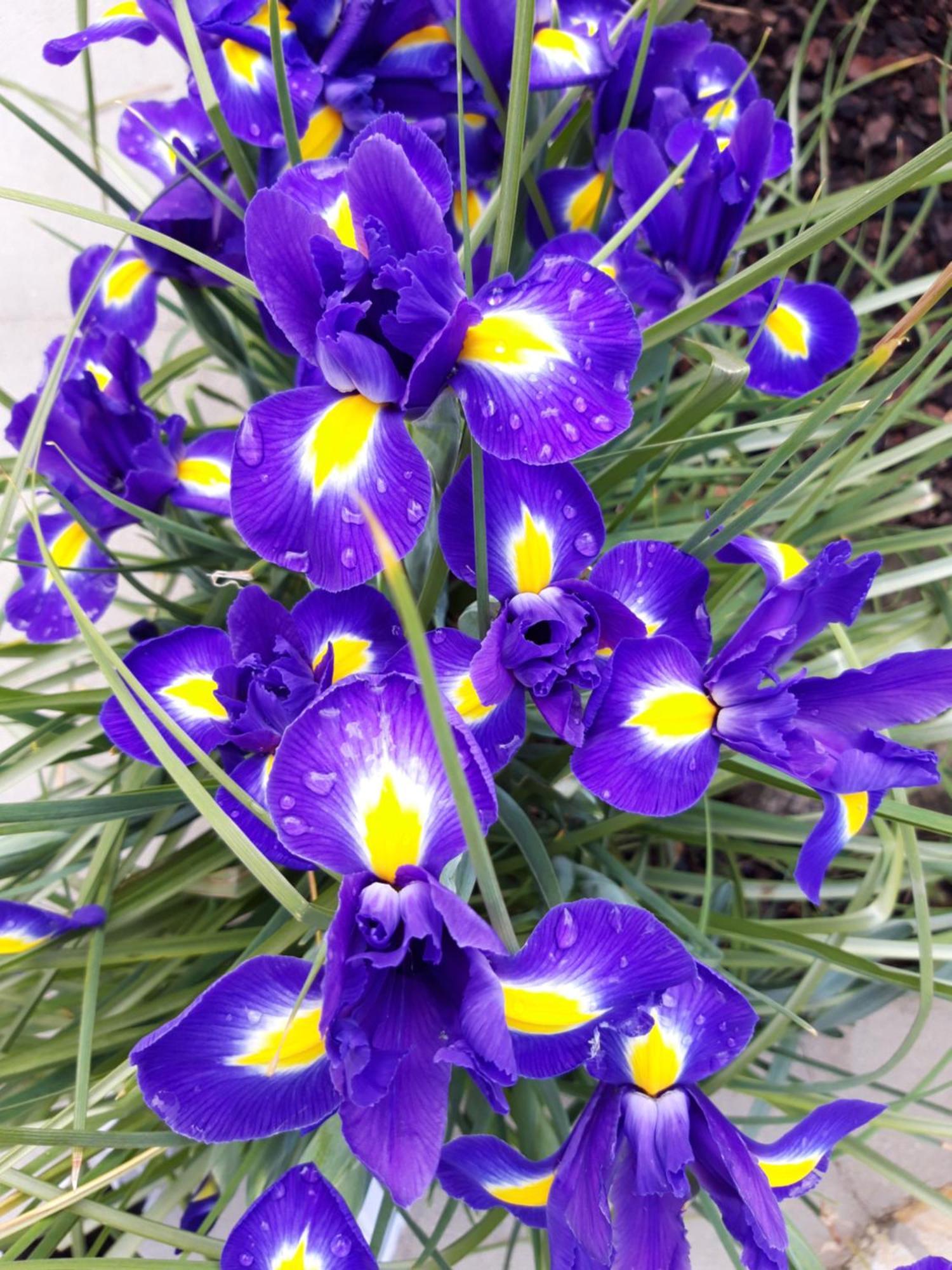Iris Apartment Mlini Værelse billede